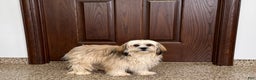 Lhasa Apso dogs for sale: Heather - Ad 6