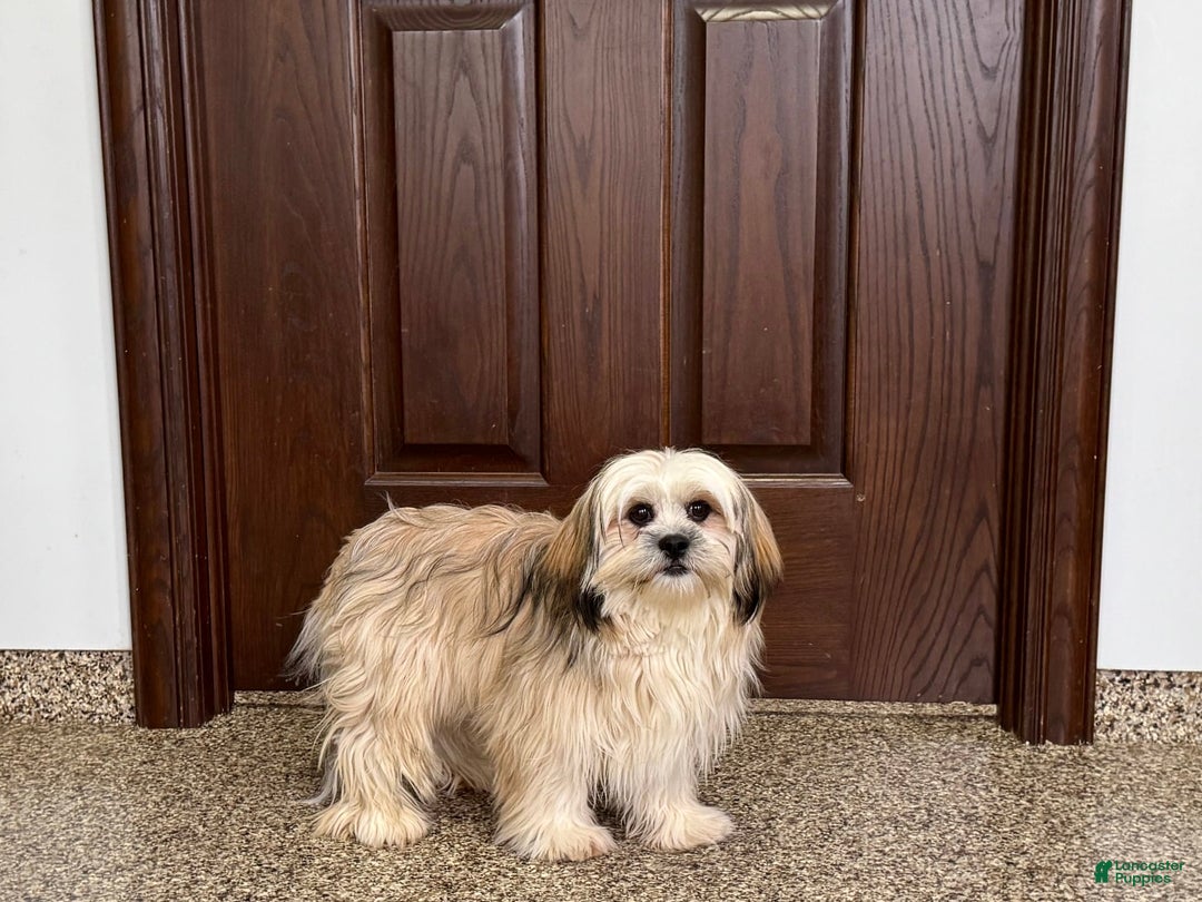 Lhasa Apso dogs for sale: Heather - Ad 6