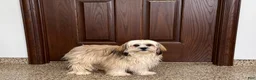 Lhasa Apso dogs for sale: Heather - Ad 6