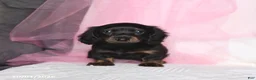 Miniature Dachshund dogs for sale: Tina  - Ad 5
