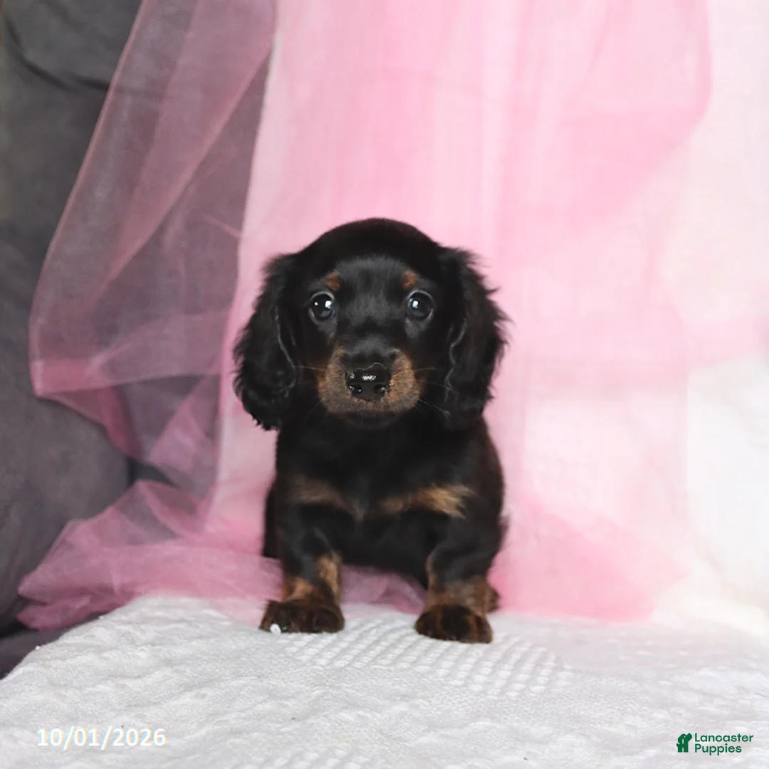 Miniature Dachshund dogs for sale: Tina  - Ad 5