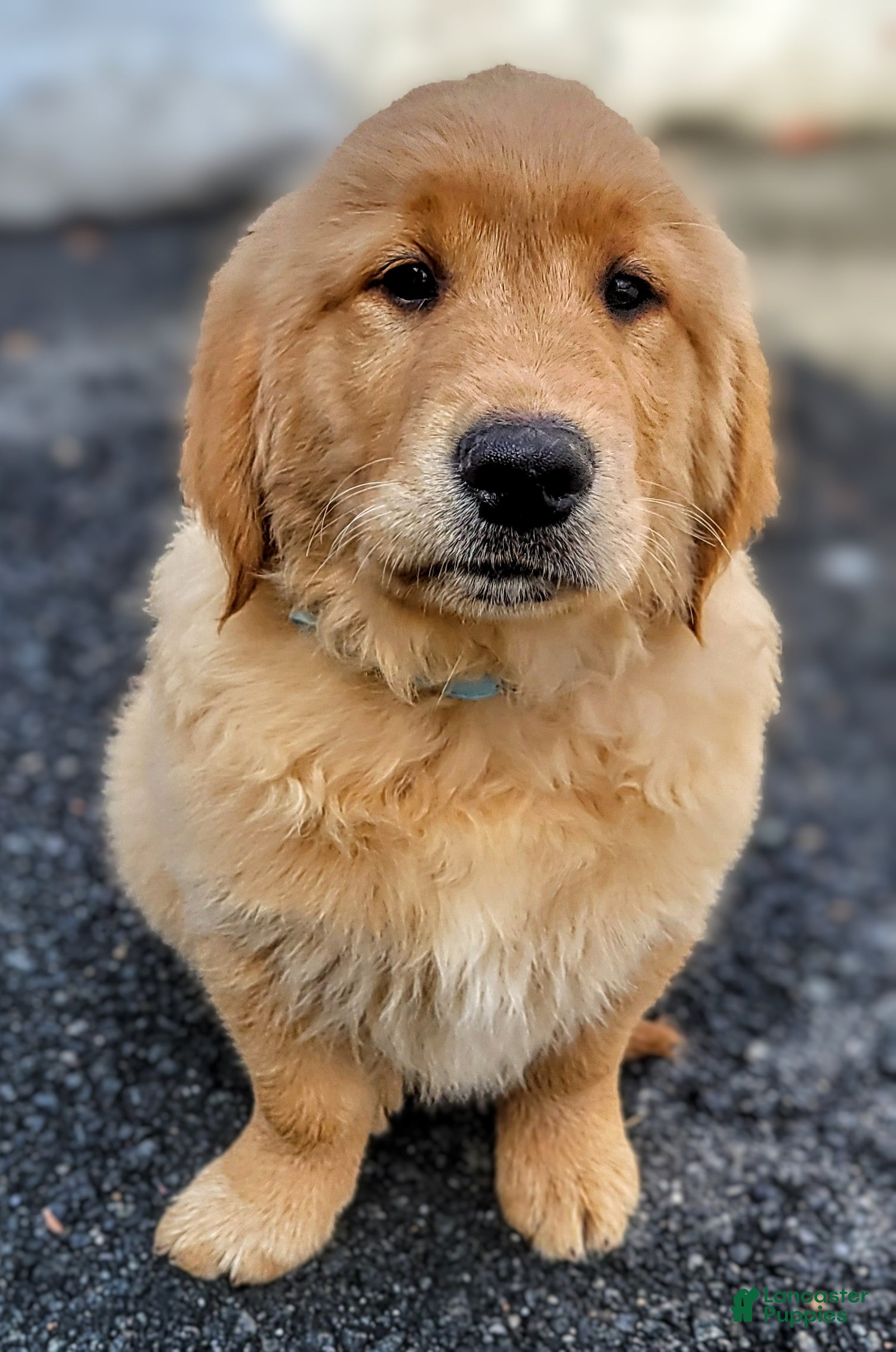 Golden Retriever dogs Winston - Ad 2