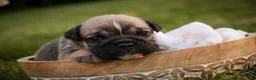 English Bulldog dogs for sale: Winnie English Bulldog  - Ad 6