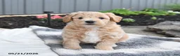 Bichpoo dogs for sale: Jade - Ad 3