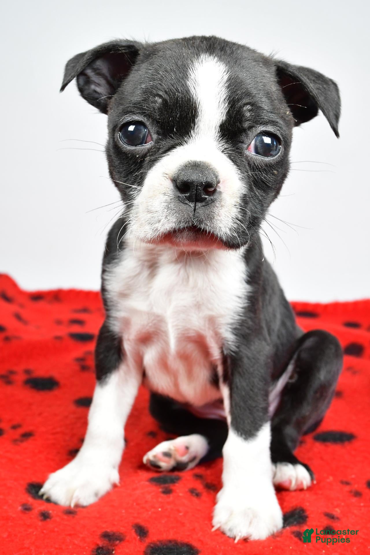Boston Terrier dogs for sale: Cassidy - Ad 1