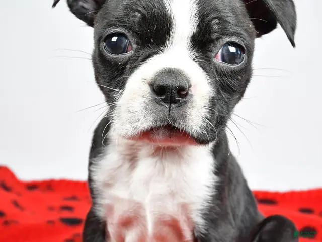 Boston Terrier dogs for sale: Cassidy - Ad 1