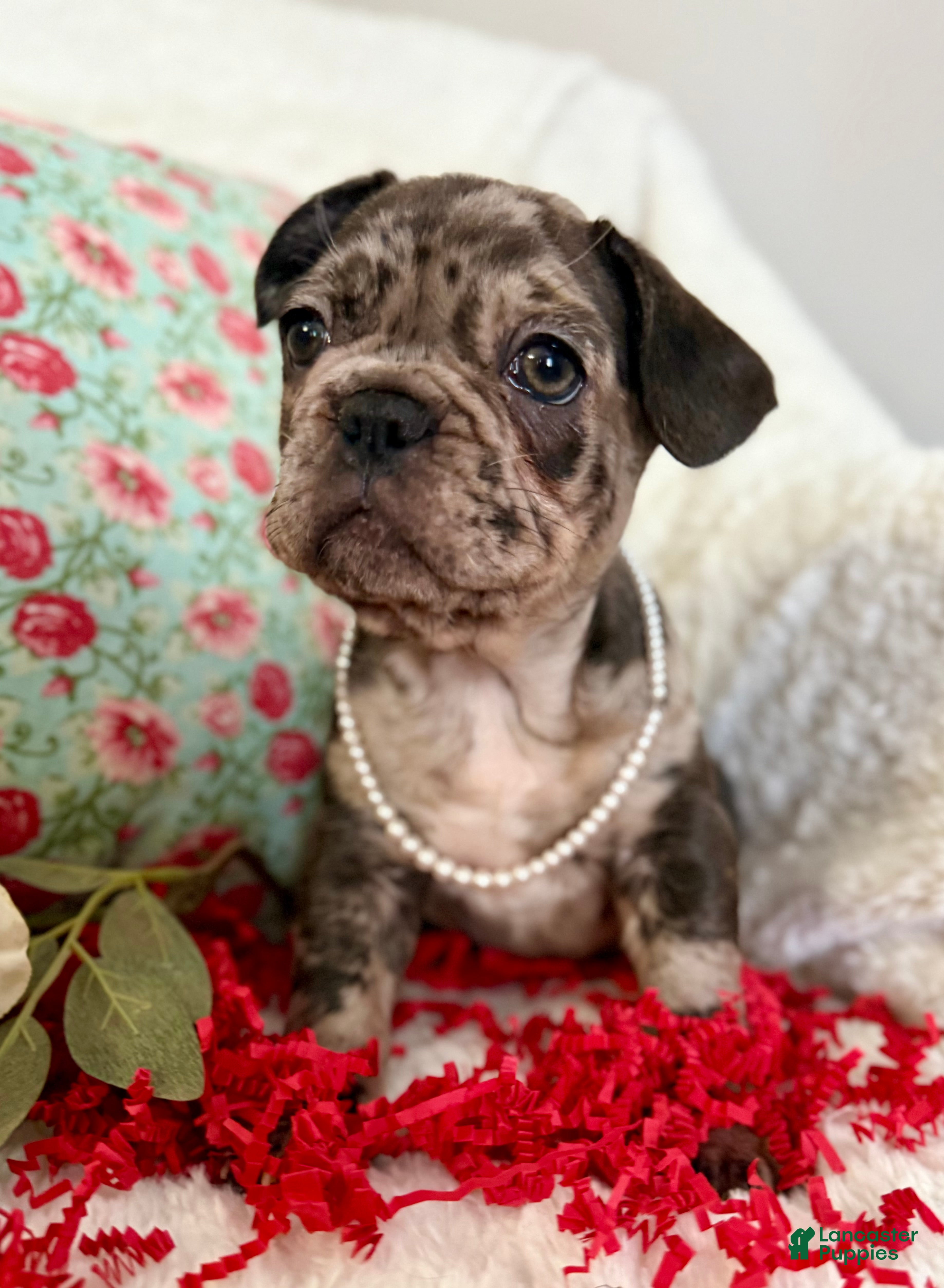 French Bulldog dogs Brindle Merle (Callie) - Ad 5