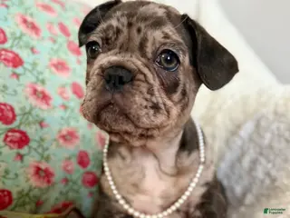 French Bulldog dogs Brindle Merle (Callie) - Ad 5