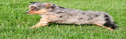 Miniature Australian Shepherd dogs for sale: Austin - Ad 5
