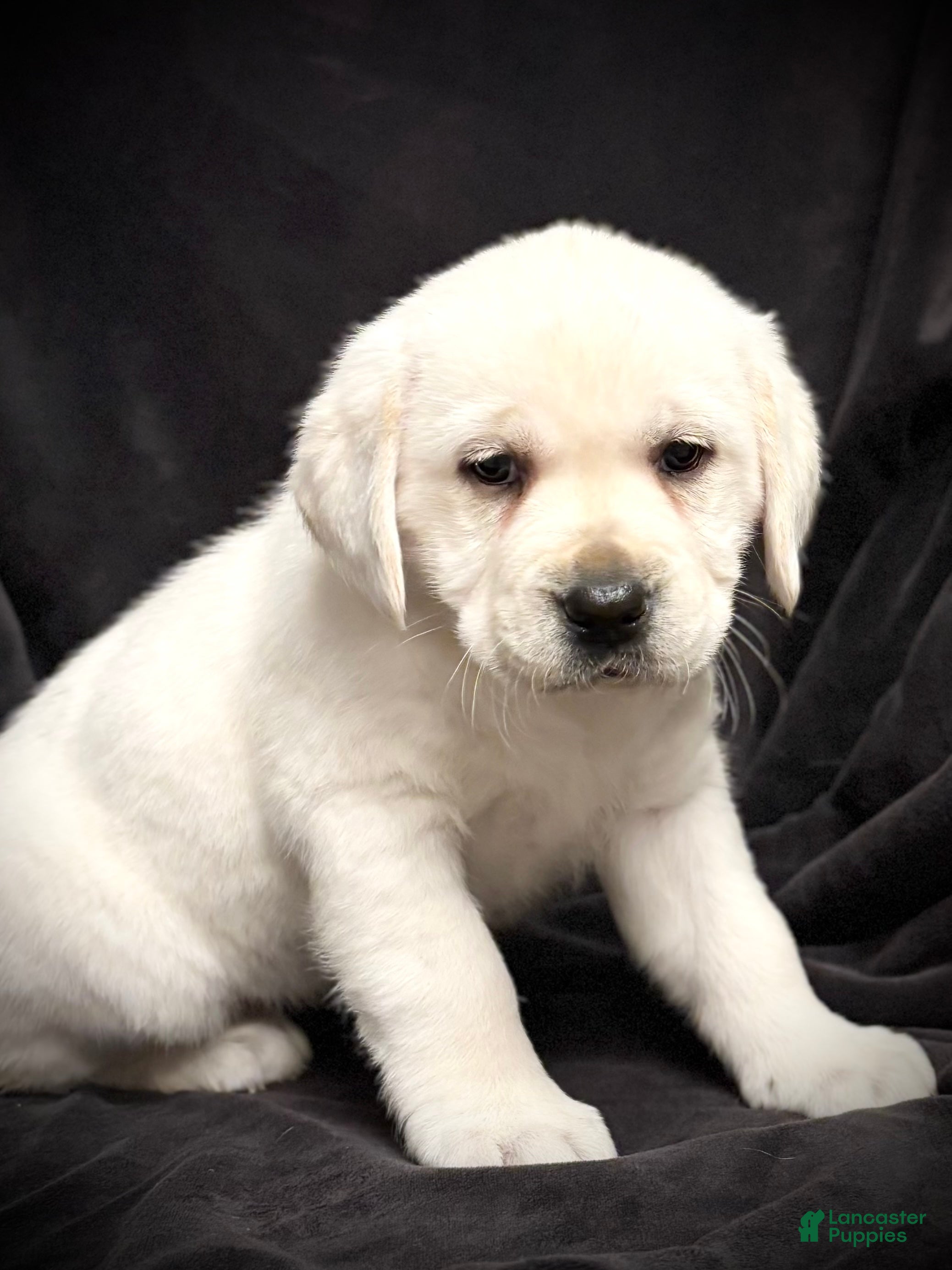 Labrador Retriever dogs Ginger  - Ad 2