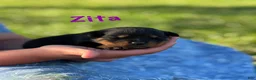 Rottweiler dogs for sale: Zita w LONG TAIL  - Ad 3
