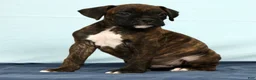 Boxer dogs for sale: Ebony - Ad 4