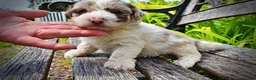Havapoo dogs for sale: Simba - Ad 6