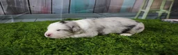 Miniature Australian Shepherd dogs for sale: America - Ad 14