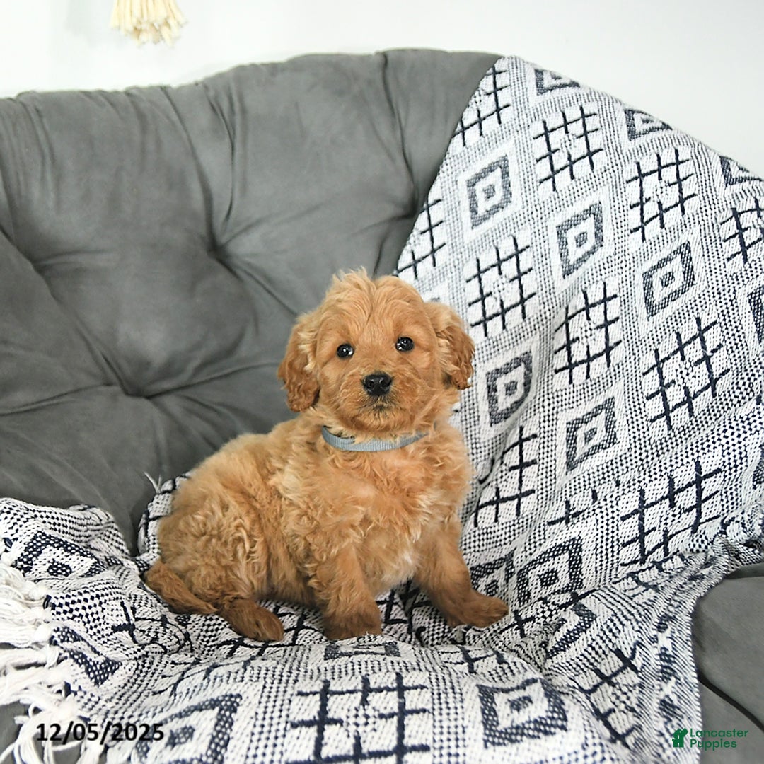 Mini Goldendoodle dogs for sale: Elf - Ad 3