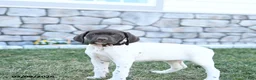 German Shorthaired Pointer dogs for sale: Mila - Ad 3