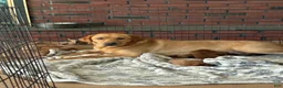 Labrador Retriever dogs for sale: Cooper - Ad 7