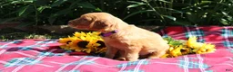 Mixed Breed dogs for sale: Mia - Irish Goldendoodle  - Ad 3