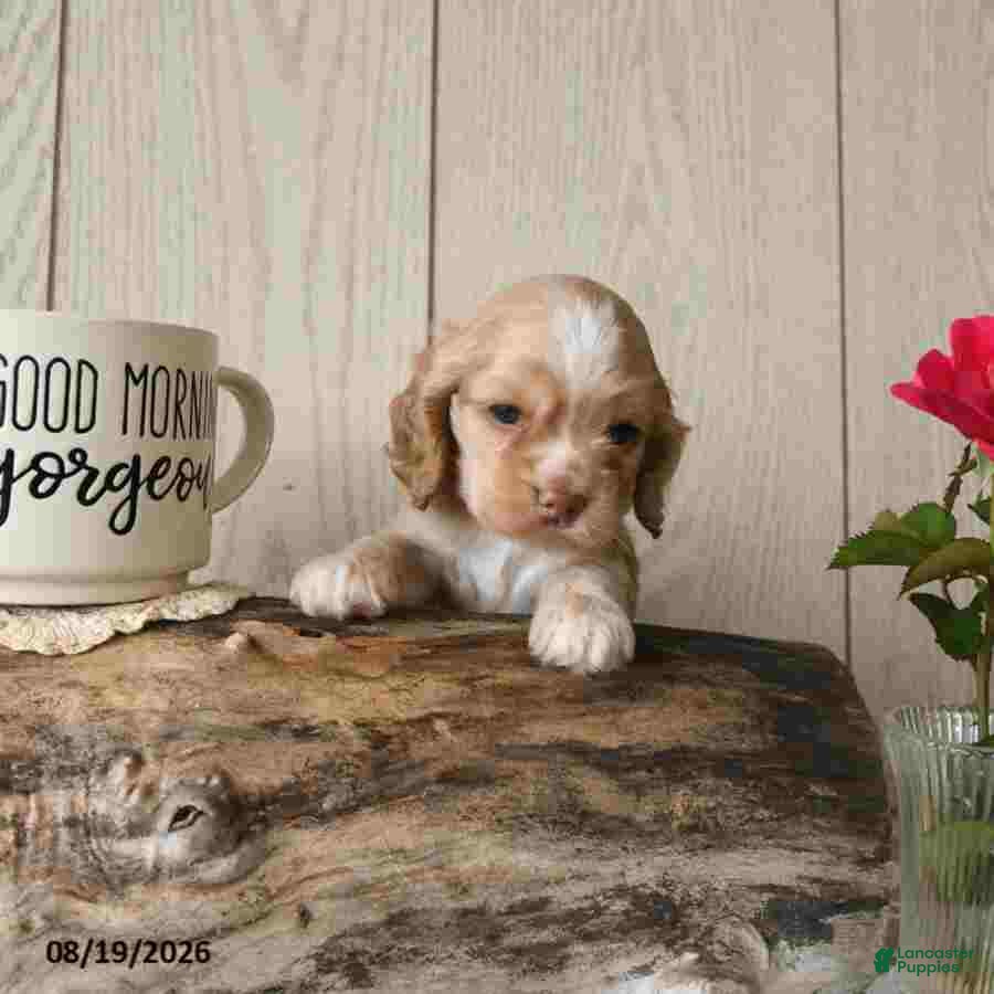Cocker Spaniel dogs Candy - Ad 1