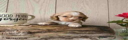 Cocker Spaniel dogs for sale: Candy - Ad 1