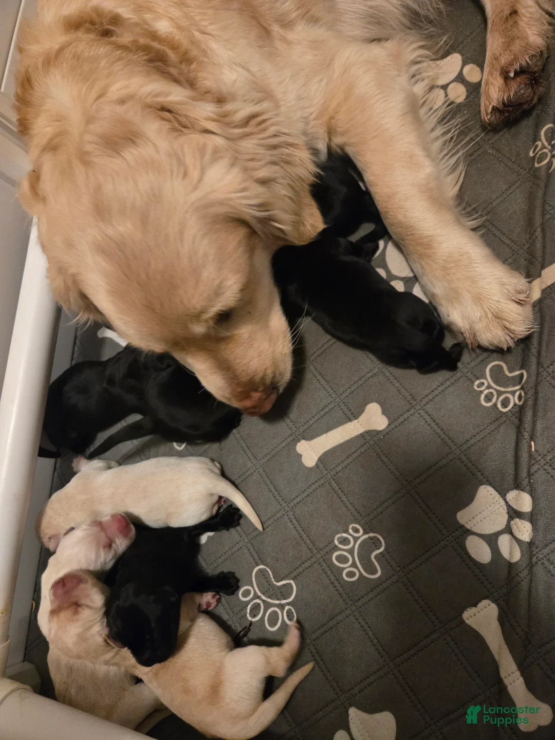 Goldador dogs for sale: Yellow male # 2 - Ad 1