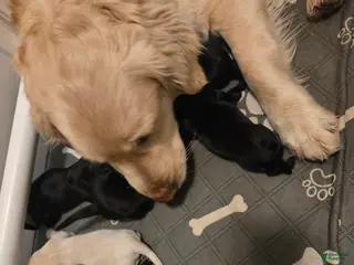 Goldador dogs Yellow male # 2 - Ad 17