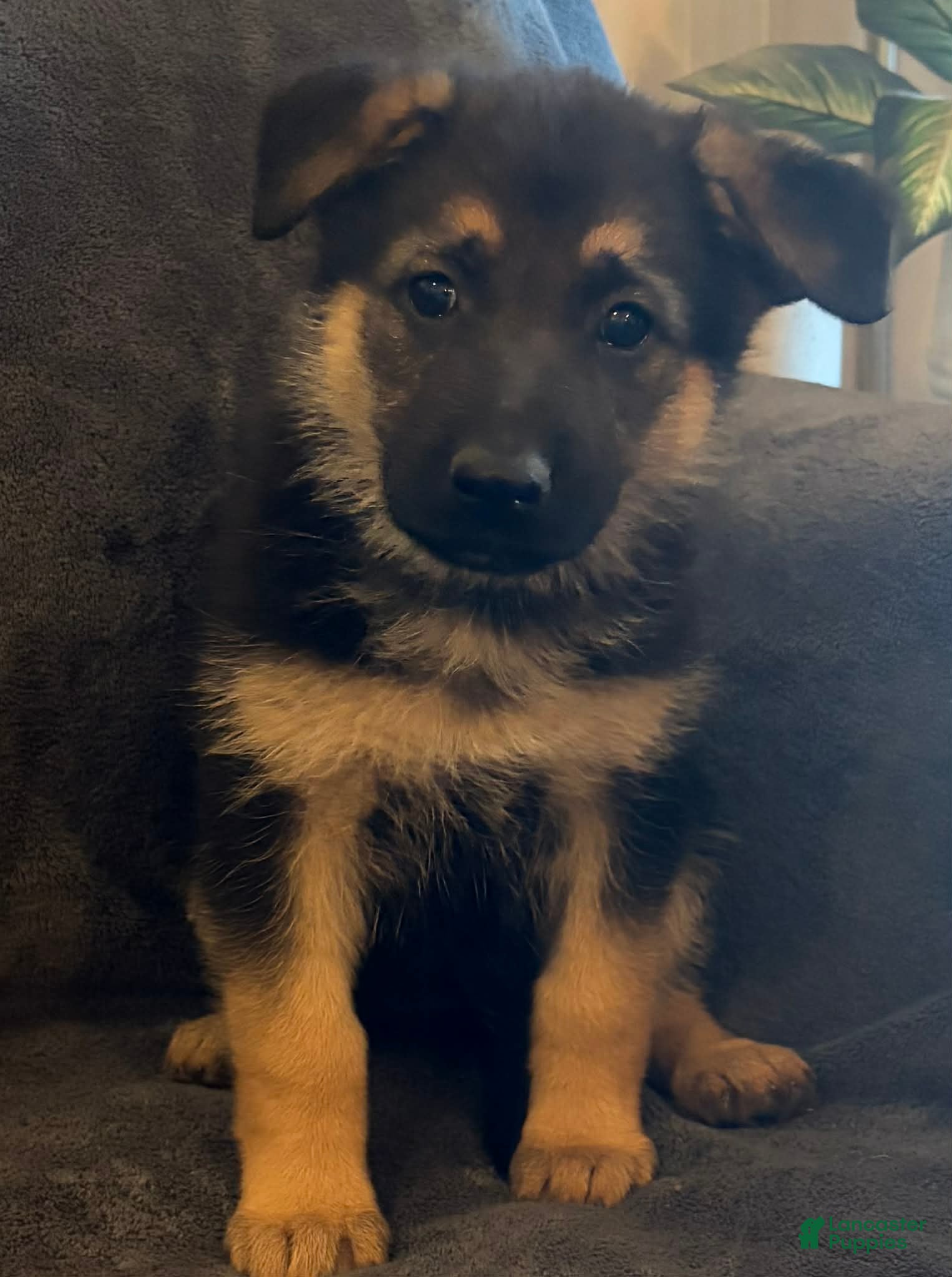 German Shepherd dogs German Shepherd Puppy 3 - Ad 35