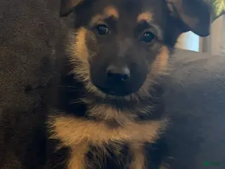 German Shepherd dogs German Shepherd Puppy 3 - Ad 35