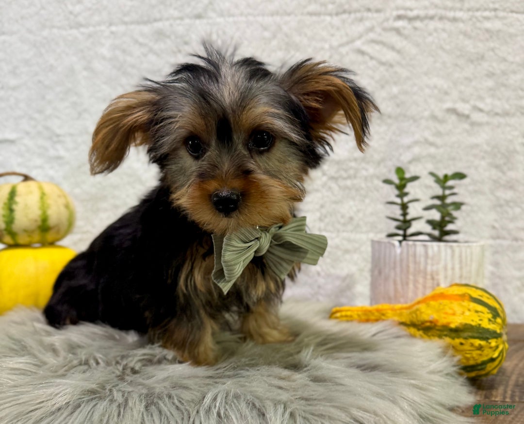 Yorkshire Terrier dogs for sale: Koby - Ad 5