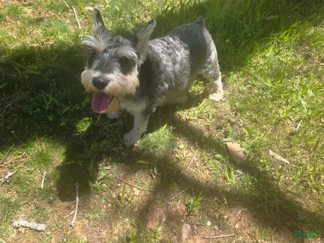 Miniature Schnauzer dogs for sale: Miniature Schnauzer Puppy  - Ad 2
