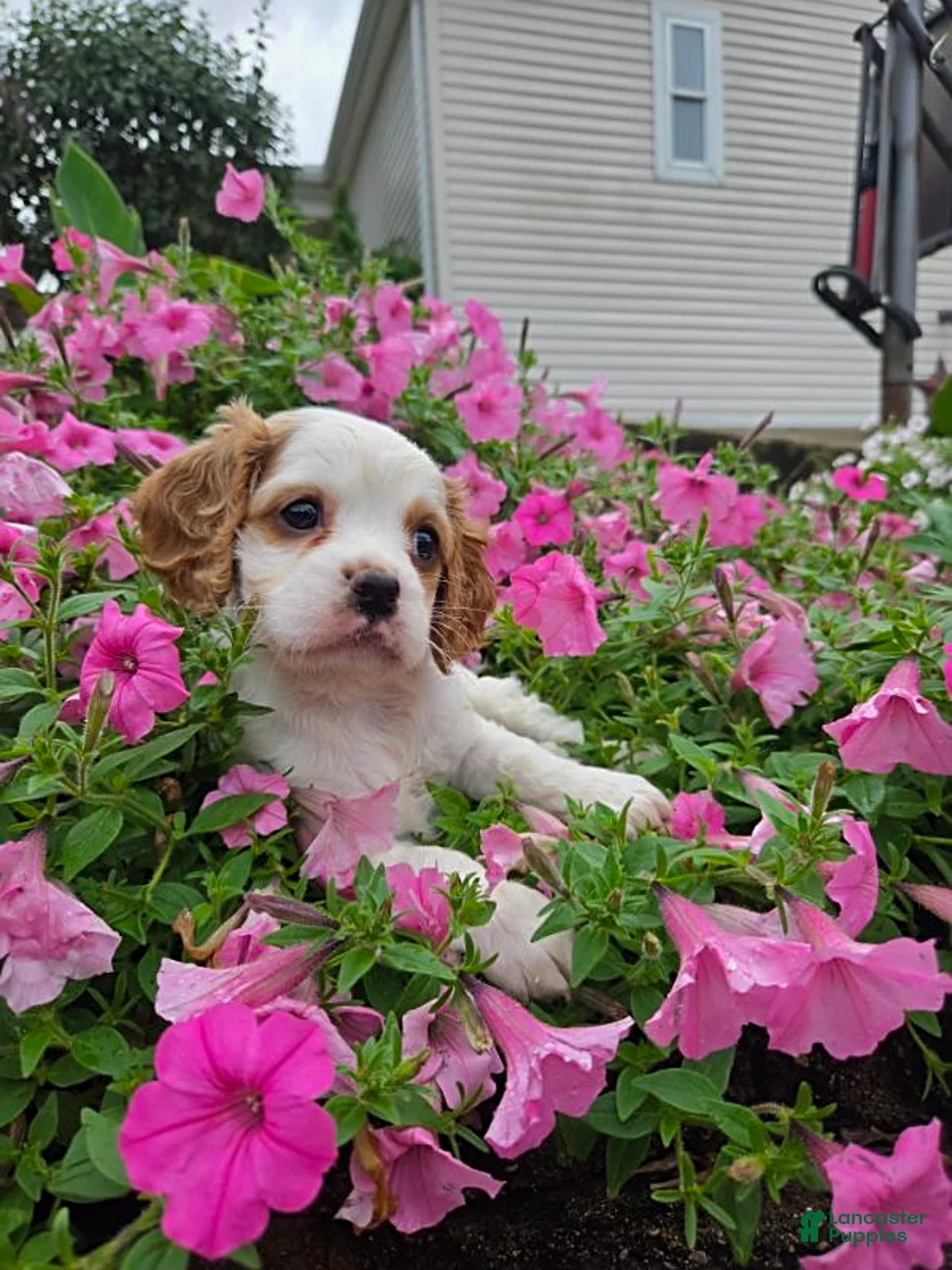 Cockapoo dogs for sale: Lexi - Ad 2