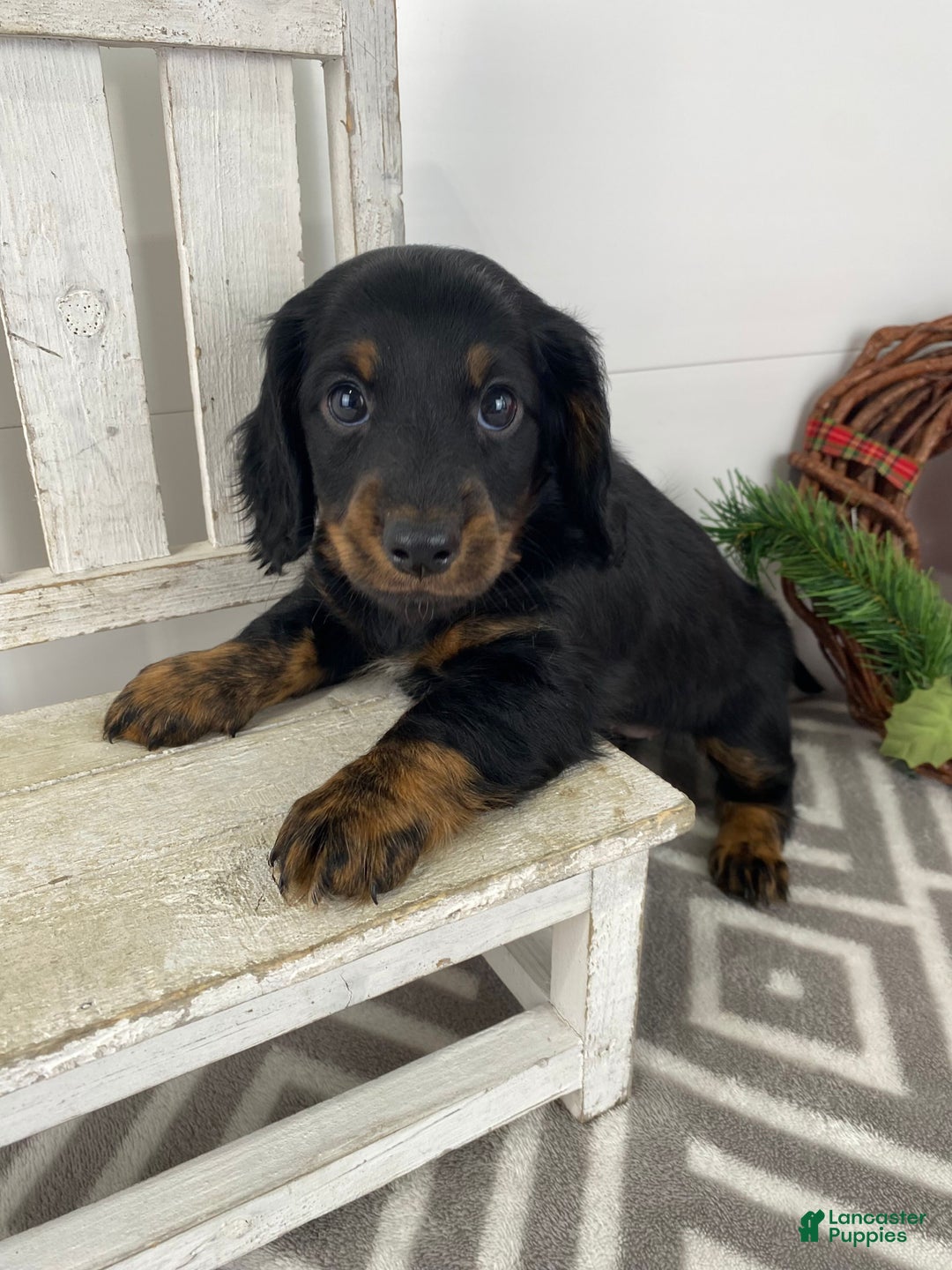 Miniature Dachshund dogs for sale: Daisy - Ad 13