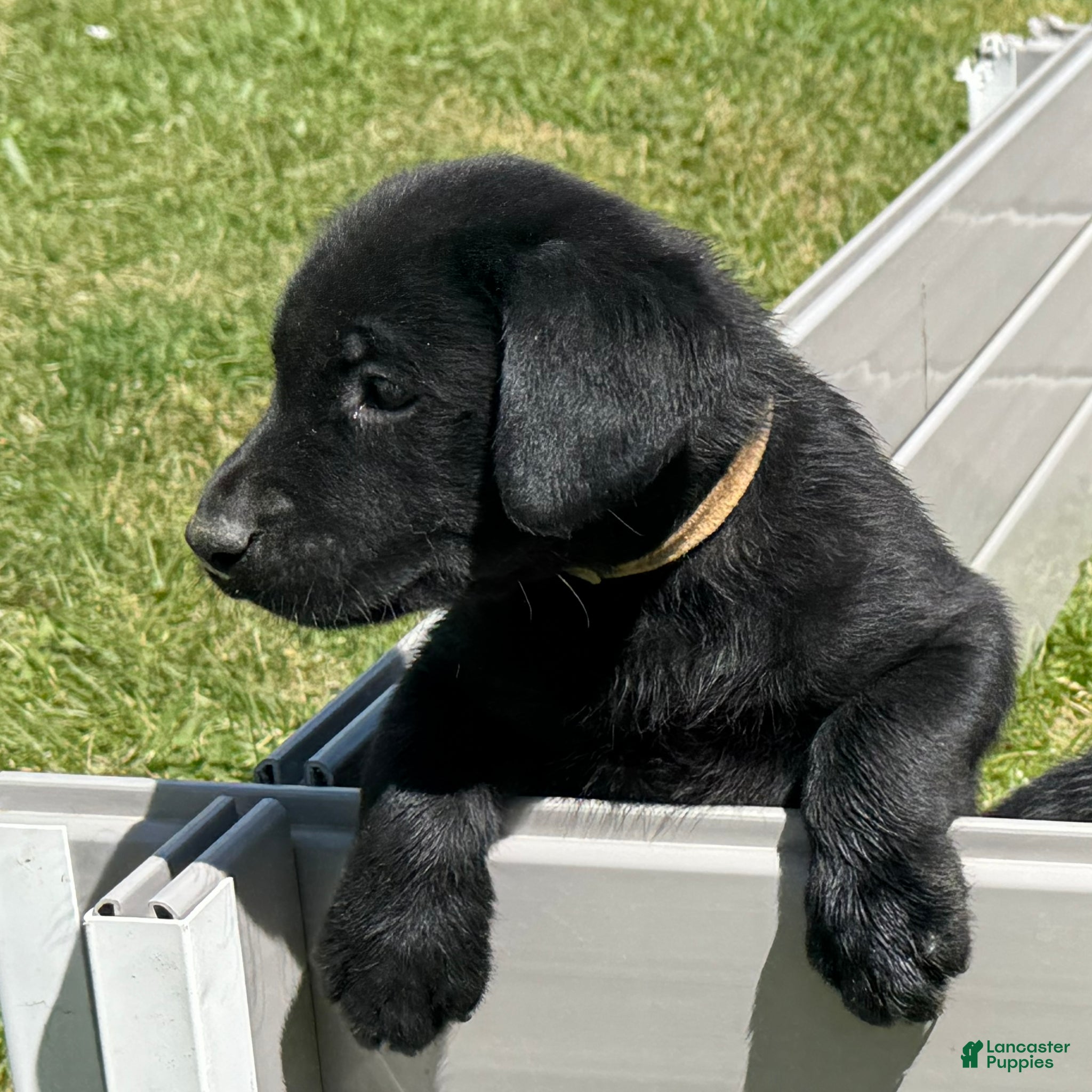 Labrador Retriever dogs Tan Collar Labrador Retriever Puppy 2 - Ad 3