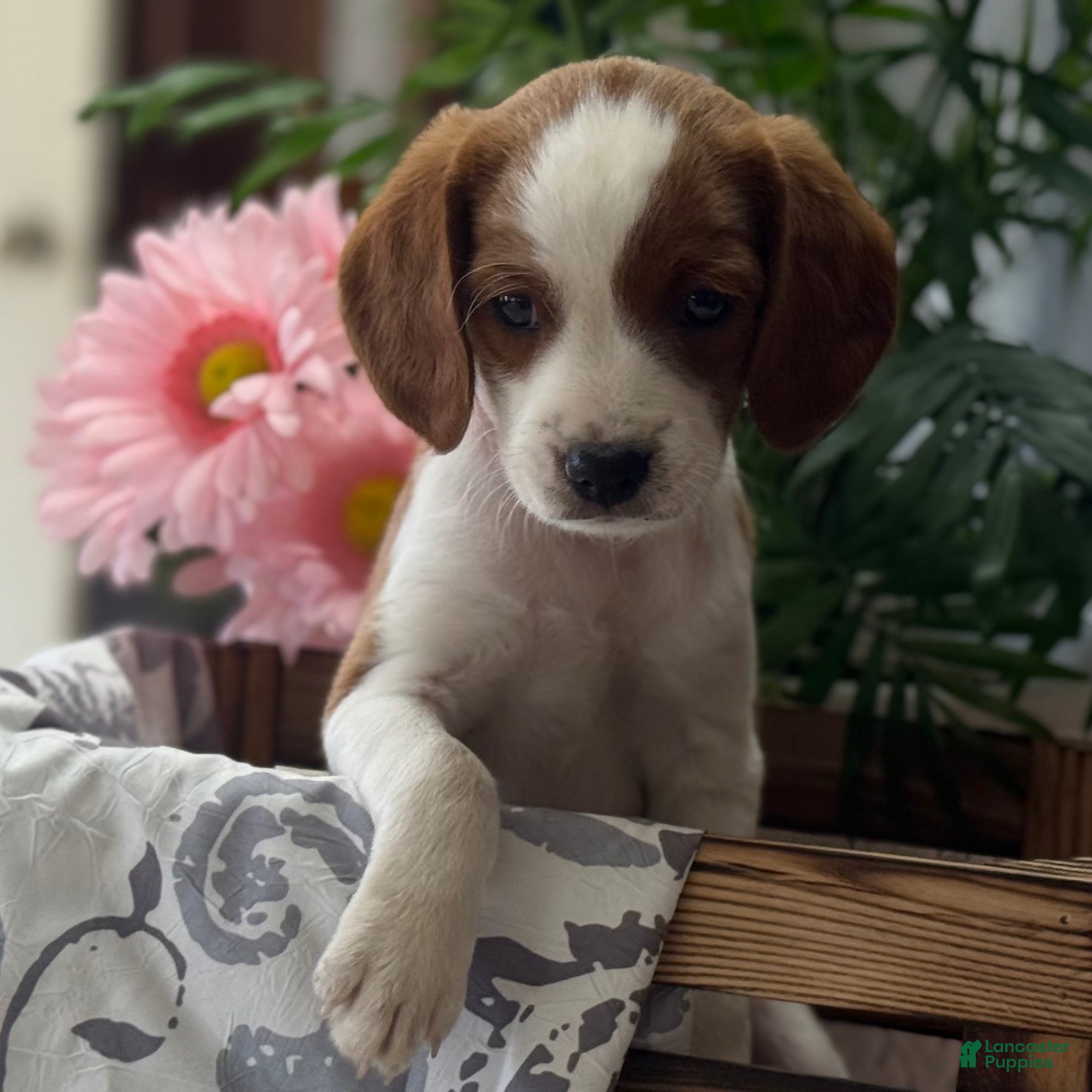 Mixed Breed dogs King - Ad 2