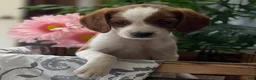 Mixed Breed dogs for sale: King - Ad 2