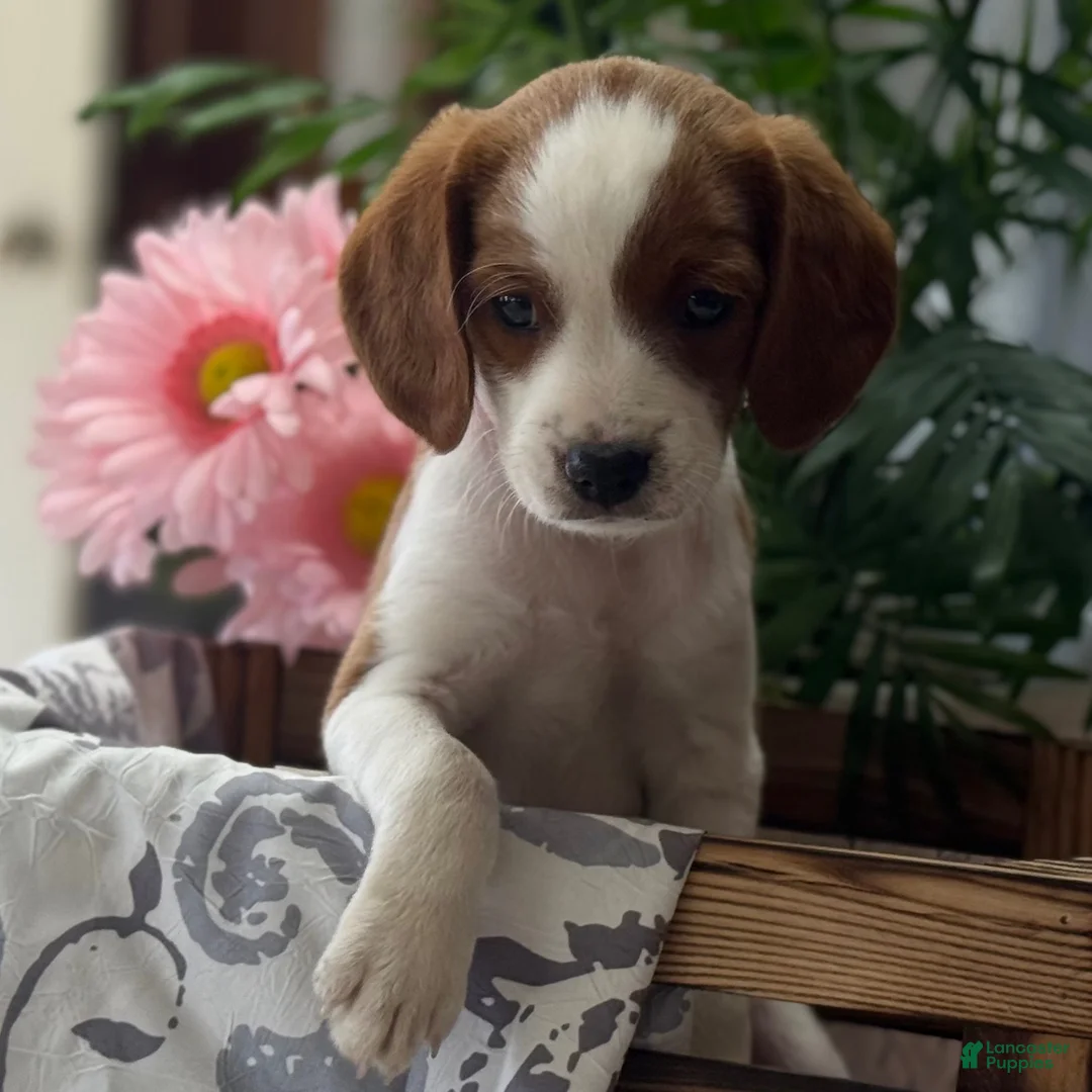 Mixed Breed dogs for sale: King - Ad 2