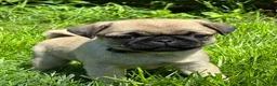 Pug dogs for sale: Mai - Ad 10