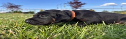 Mixed Breed dogs for sale: Slade - Ad 7