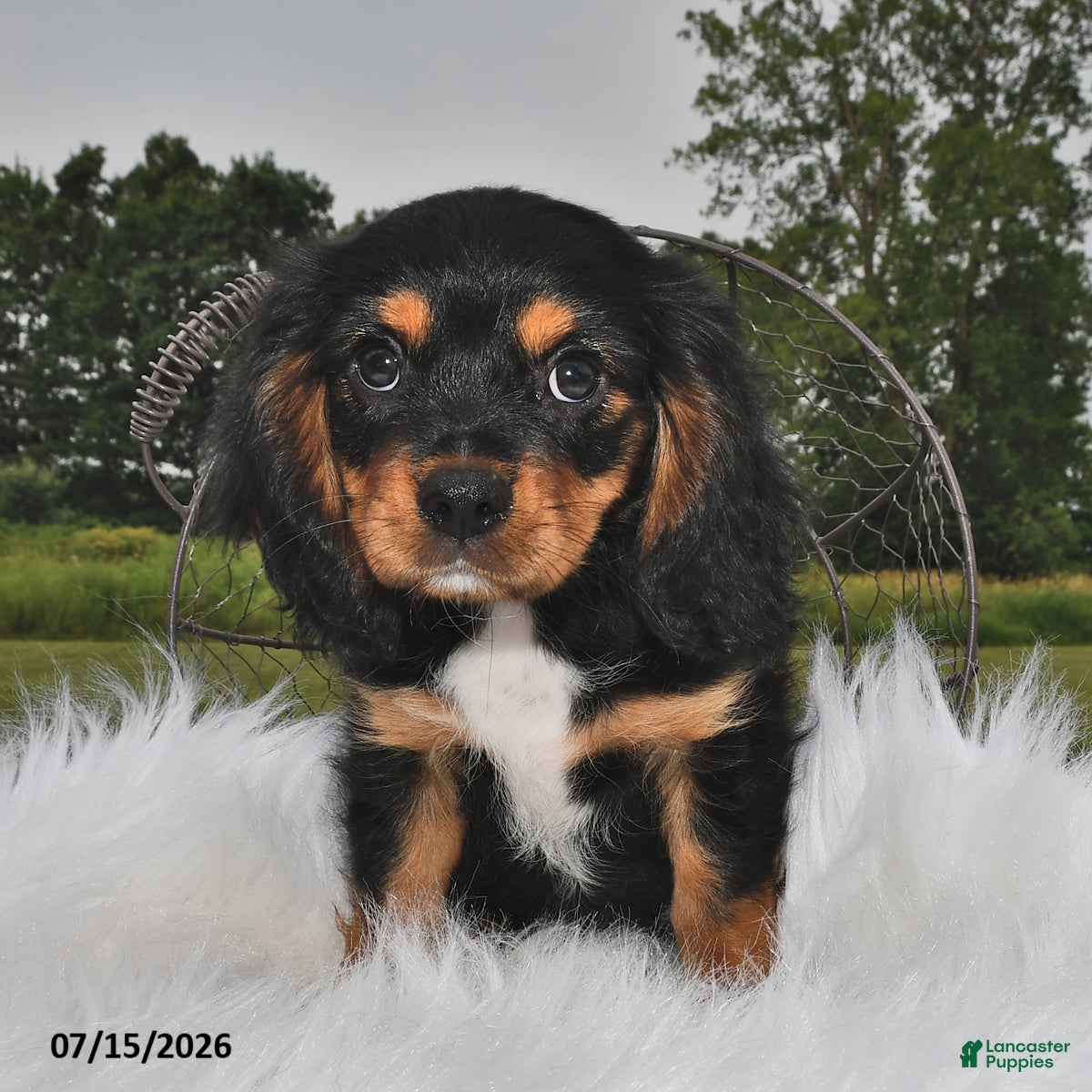 Beaglier dogs Cory - Ad 2