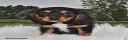Beaglier dogs for sale: Cory - Ad 3