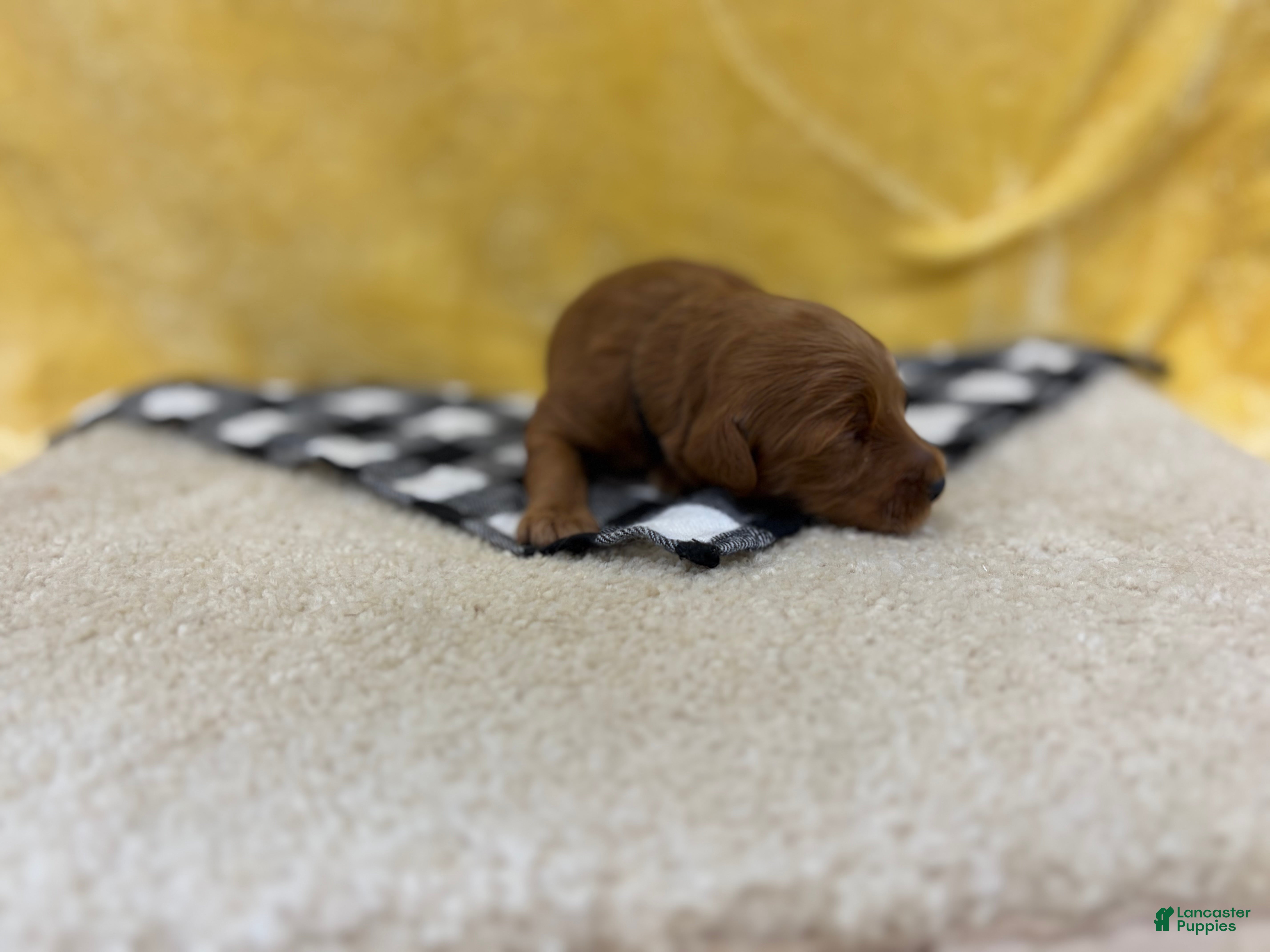Mini Goldendoodle dogs for sale: Milo - Ad 2