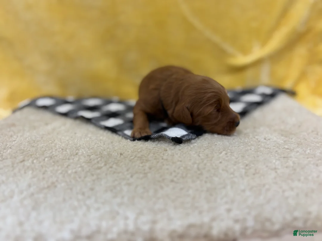 Mini Goldendoodle dogs for sale: Milo - Ad 1
