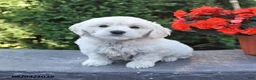 Mixed Breed dogs for sale: Emmett - Ad 1