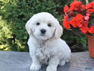 Mixed Breed dogs for sale: Emmett - Ad 1
