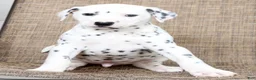 Dalmatian dogs for sale: Tyson - Ad 1