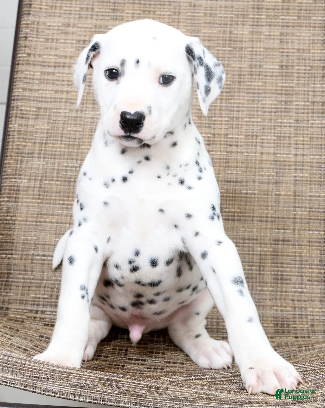 Dalmatian dogs for sale: Tyson - Ad 1