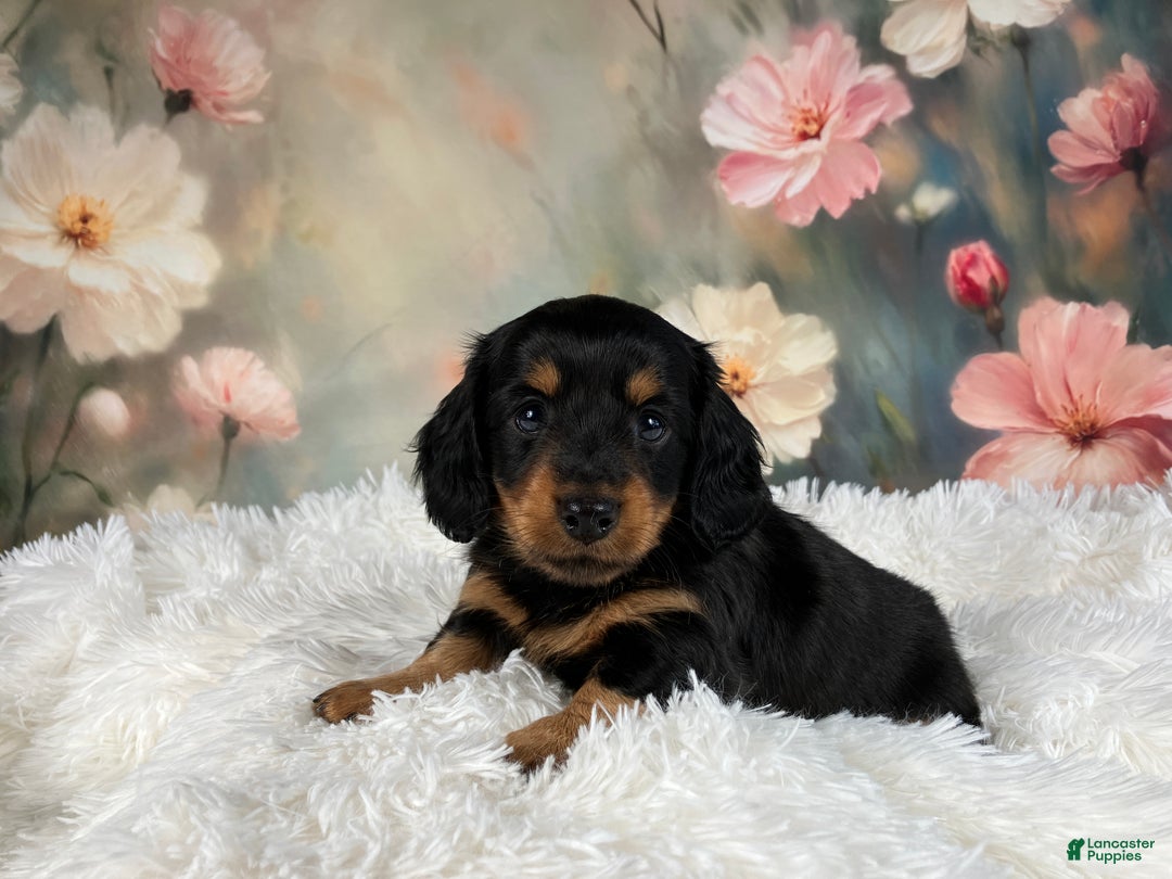 Miniature Dachshund dogs for sale: AKC-Murphy - Ad 3