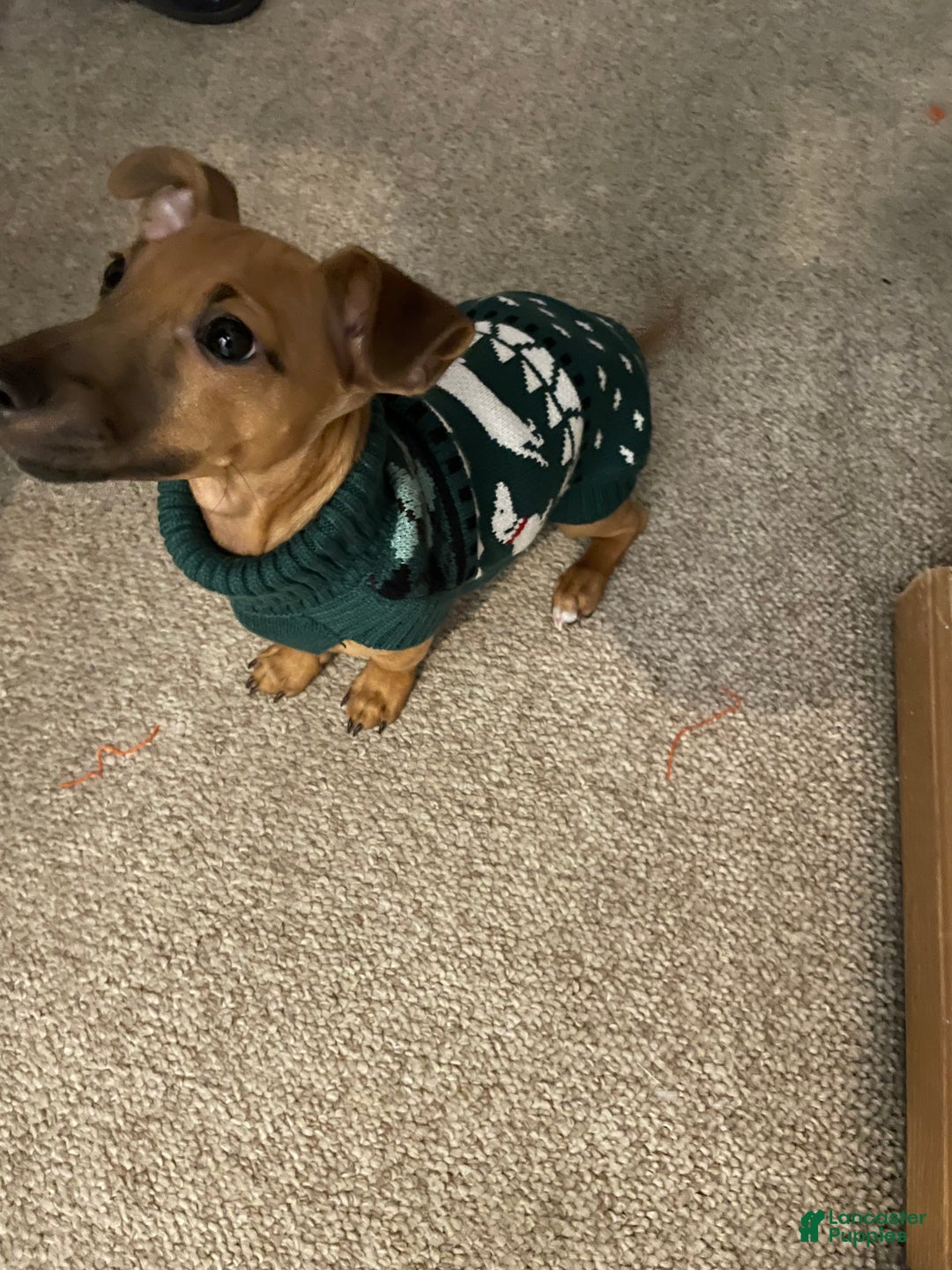 Chiweenie dogs for sale: Chiweenie Puppy 1 - Ad 9