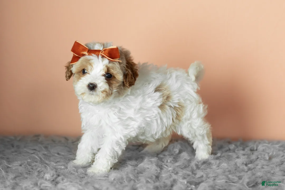 Cavapoo dogs for sale: Sophie - Ad 1