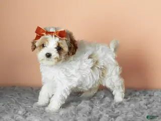 Cavapoo dogs Sophie - Ad 41